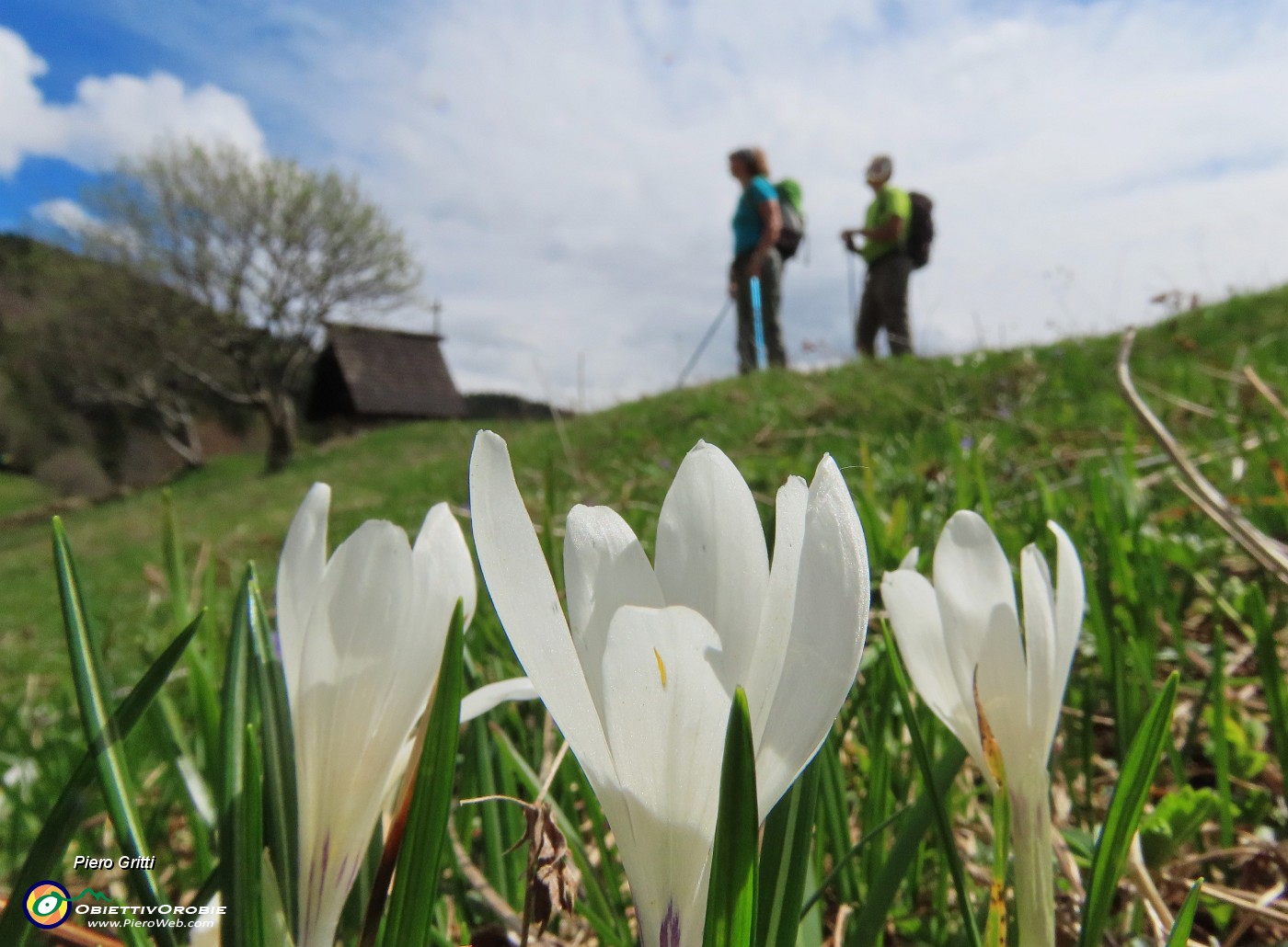 52 Alcuni Crocus vernus bianchi in fiore .JPG